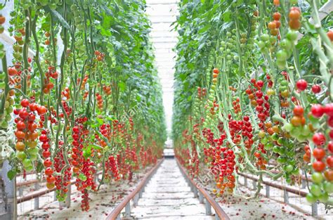 Image result for Alien Covenant So