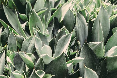 Free Images : leaf, flower, botany, succulent, garden, flora, aloe ...