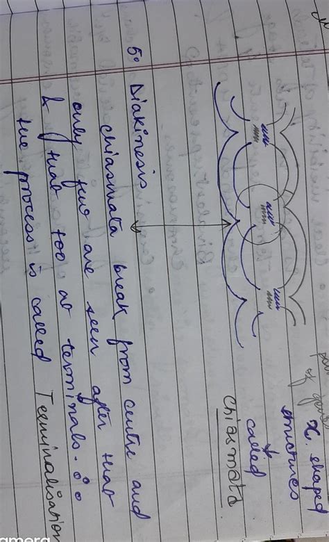 What is difference between diplotene and diakinesis - Brainly.in