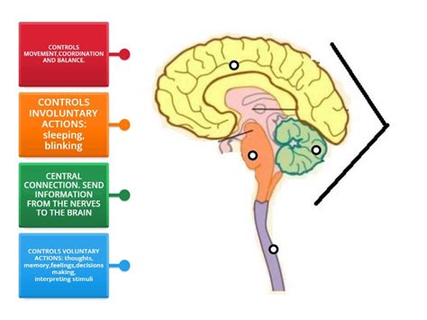 Brain Function Explained 的图像结果