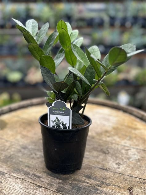 Zamioculcas zamiifolia 'Super Nova' 4" | Cerbo's Parsippany Greenhouse ...