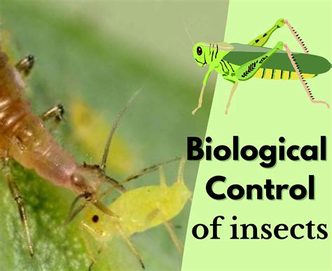 Image result for Biological Control of Insects