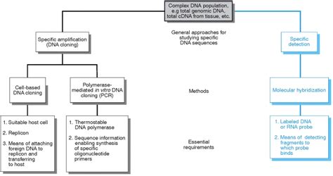 An introduction...Cell based DNA cloning :: recdnatech