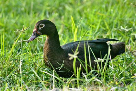 Muscovy Ducks