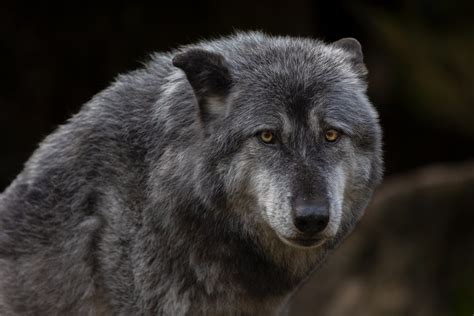 Image result for Timberwolf Facts