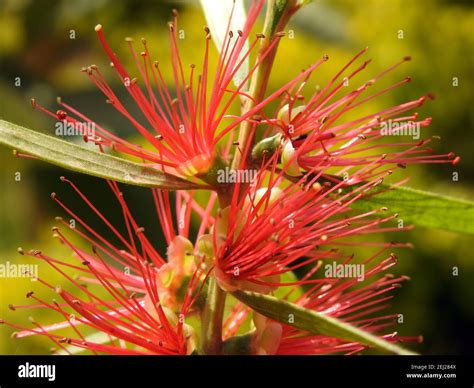 Bright red bottlebrush hi-res stock photography and images - Alamy