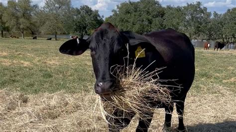 Image result for ranching