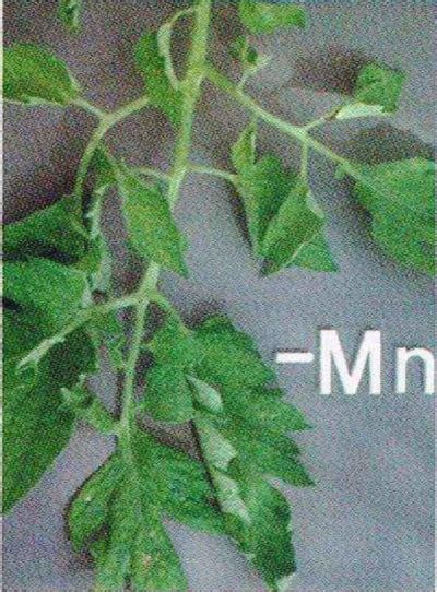 Fisiologia vegetale - Lincoln Taiz e Eduardo Zeiger - Sotto le querce