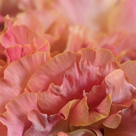 Blütenwerkstatt – Blumen für München