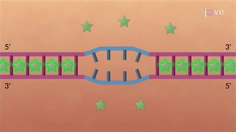 DNA PCR 的图像结果