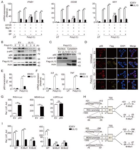 Pseudorabies Virus Tegument Protein UL13 Suppresses RLR-Mediated ...
