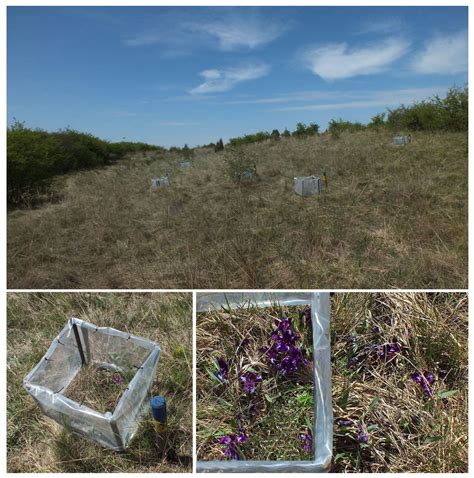 Predicting the Responses of Functional Leaf Traits to Global Warming ...
