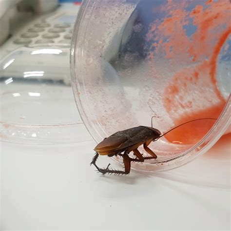 Cockroach Infestation Solutions 的图像结果