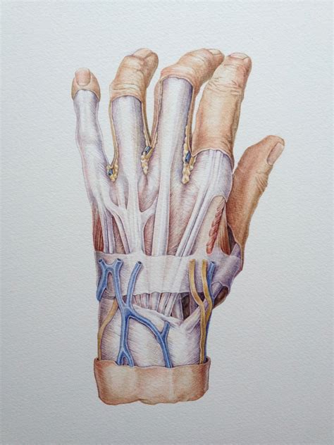 Image result for Hand Dissection