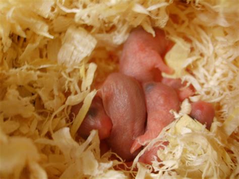 2020年出生的宝宝是什么命，鼠宝宝性格如何？_奇缘阁算命网