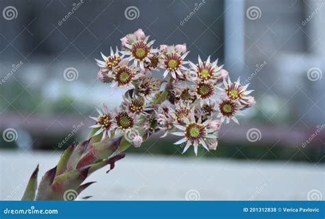Lots of Tiny White Flowers Hens and Chicks Plant Stock Photo - Image of ...