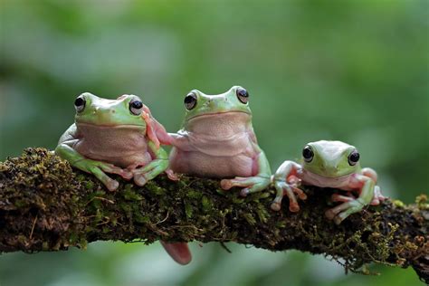 Image result for Many Tree Frogs
