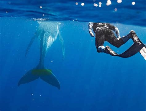 ONE WITH WHALES (2026) All You Need to Know BEFORE You Go (with Photos ...