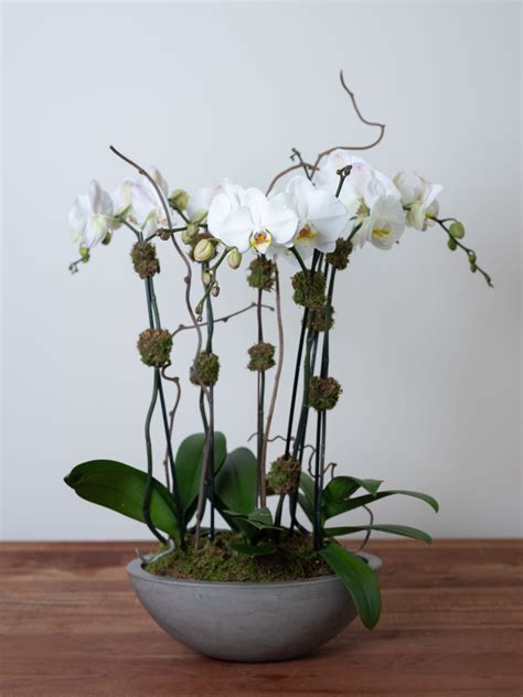 Large Orchid Potting
