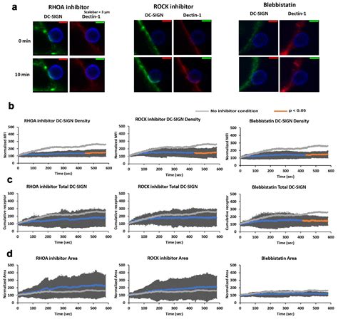 Dectin-1-Mediated DC-SIGN Recruitment to Candida albicans Contact Sites