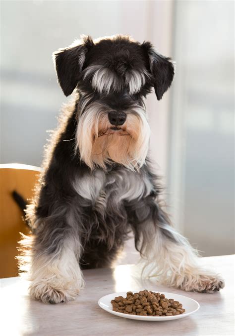 The Best Food For Miniature Schnauzer at Timothy Samons blog