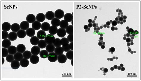 Synthesis, Characterization, and Stability Study of Selenium ...