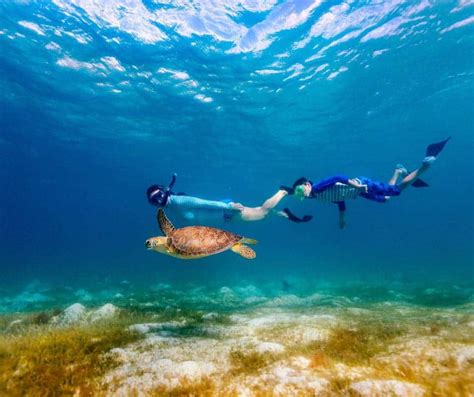 Descubra las maravillas submarinas de Costa Rica: una aventura de ...