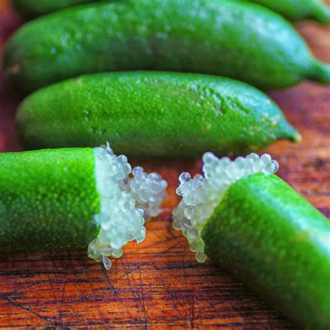 Australian Finger Lime - Green - Citrus australasica Fruit Plant – M ...