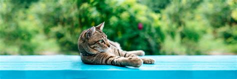 Can cats eat Olives? | Fondo Gionino
