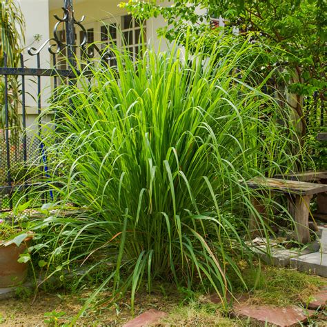 How to Grow and Care for Lemongrass