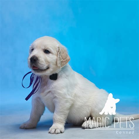 Golden Retriever precio bebe cachorro Medellin Cali Bogota