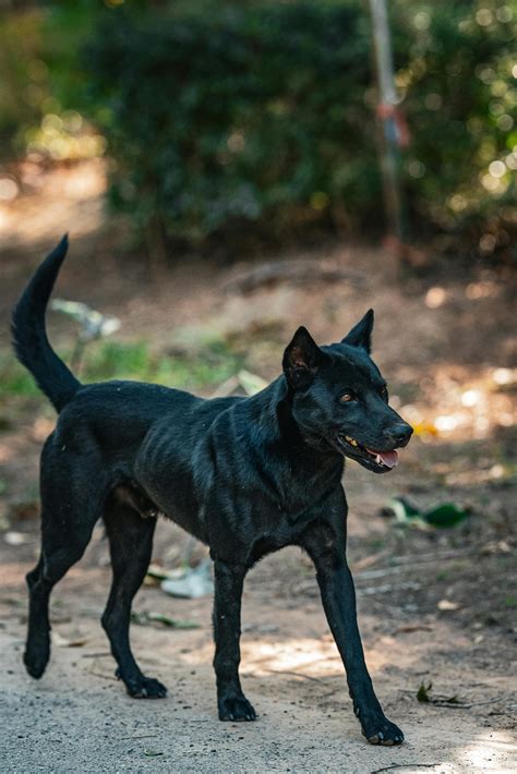 Dog+Knot+Pull+Out+Compilation Photos, Download The BEST Free Dog+Knot ...