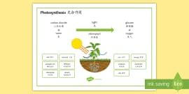 Phenomenal Photosynthesis PowerPoint - English/Mandarin Chinese