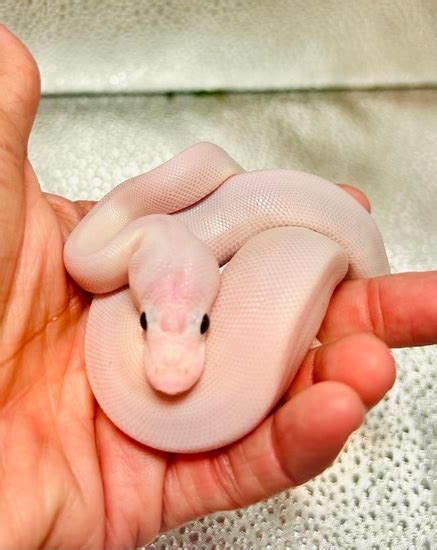 Image result for White Wedding Ball Python