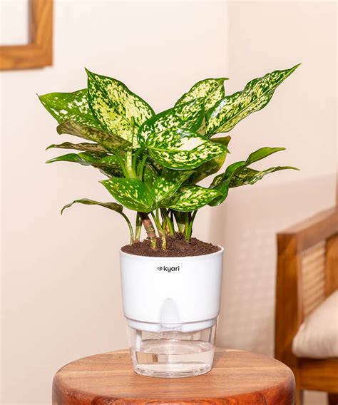 Aglaonema Snow White Plant With Self Watering Pot – Nestroots