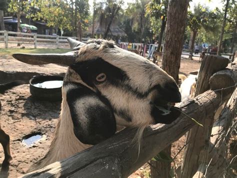 Goats in the zoo | Premium Photo