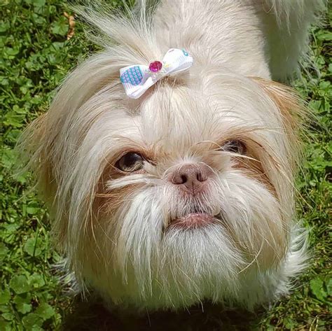 Shih Tzu Colors: The Standard & Rare Shih Tzu Coat Colors - K9 Web
