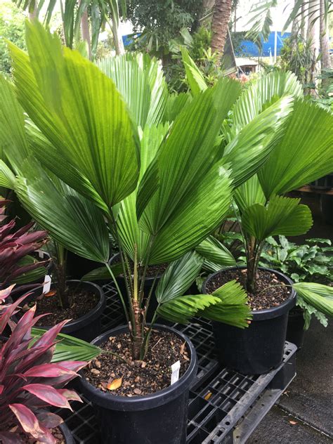 Outdoor Plants That Look Like Palm Trees at Carolyn Lafleur blog
