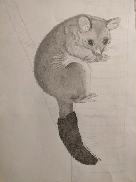 Ring tailed possum drawing : r/australia