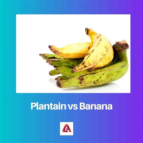 Difference Between Banana And Plantain Plant at Dorothy Lessard blog