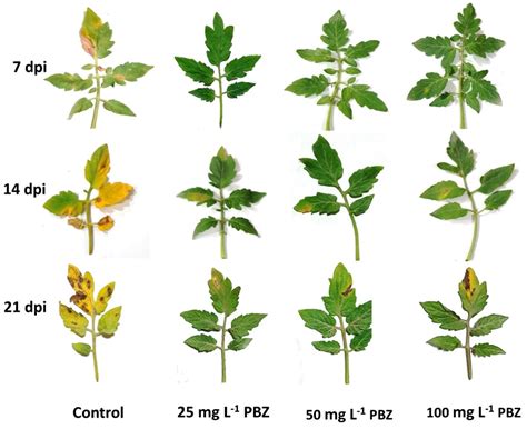 Paclobutrazol Improves the Quality of Tomato Seedlings to Be Resistant ...