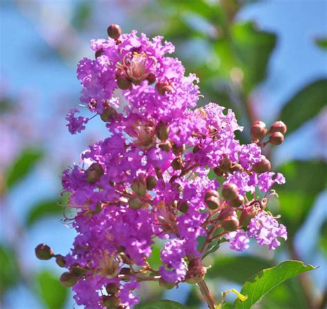 Crape Myrtle Varieties – FastGrowingTrees.com