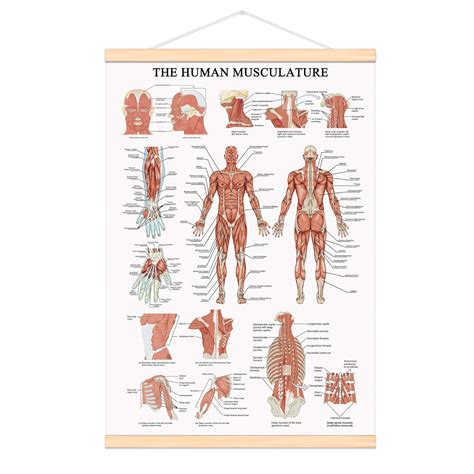 WEROUTE The Human Muscular System Chart Hanging Scroll Frame Canvas ...