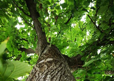 Clermont Fall Tree Sale, Online event, Clermont, Indiana, 24 September ...