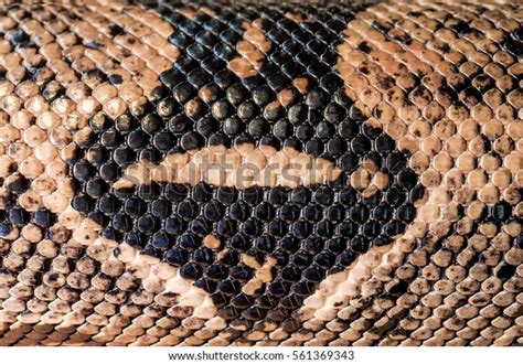 Image result for Embroider Python Skin