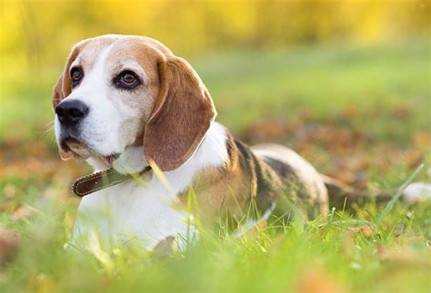 Dog Meat Armor 的图像结果