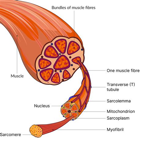 Structure of skeletal muscle - AQA A-Level Biology
