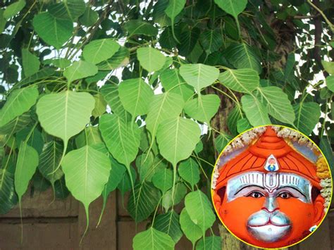Measures Of Hanumanji, Measures Of Tuesday, Pipal Tree Measures