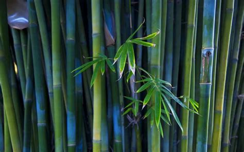 竹子寓意代表什么 所以人们也用竹子来比喻长寿