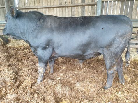 Aberdeen-Angus Bull for sale – Morpeth Area - Aberdeen-Angus Cattle Society